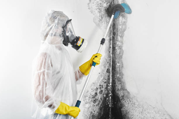Best Black Mold Removal  in Savoy, IL